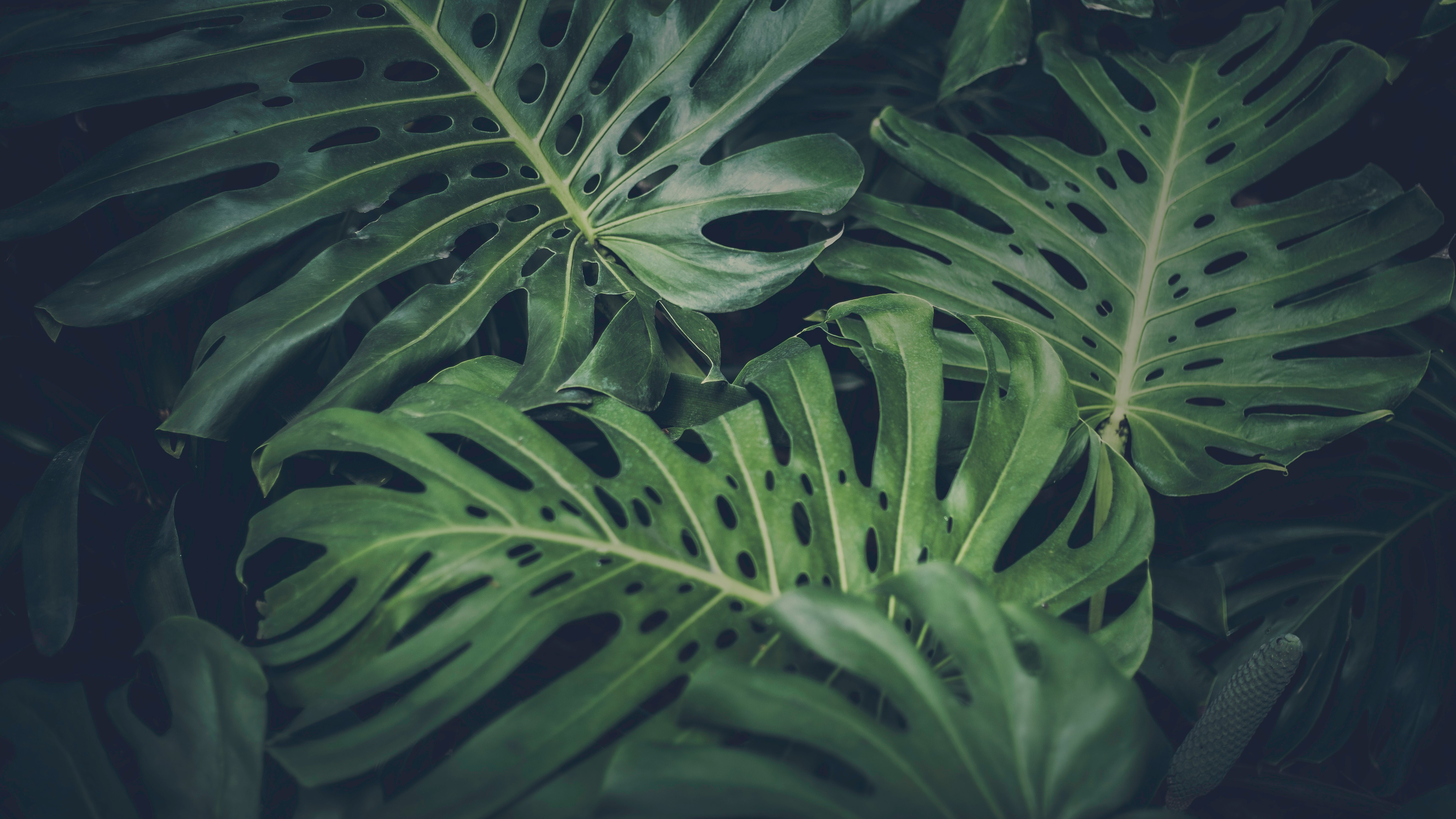 green leafed plant